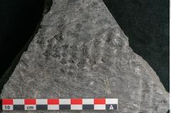 Foto (Detailansicht) von Sigillaria alternaus Lindl. et H. (NHMW-GEO-2024-0188-11050)